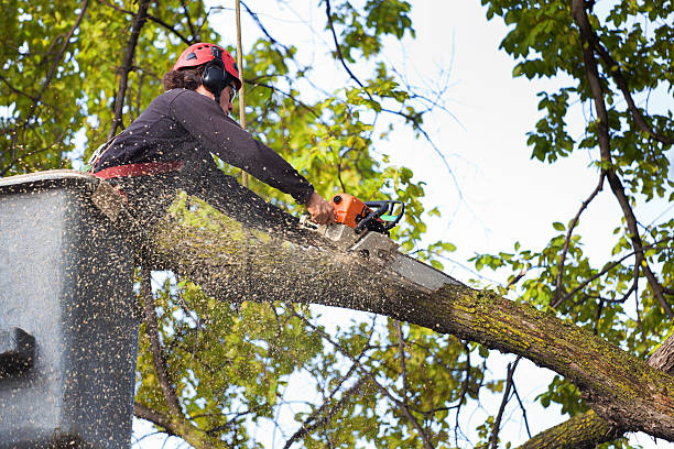 Professional  Tree Services in La Plata, NM