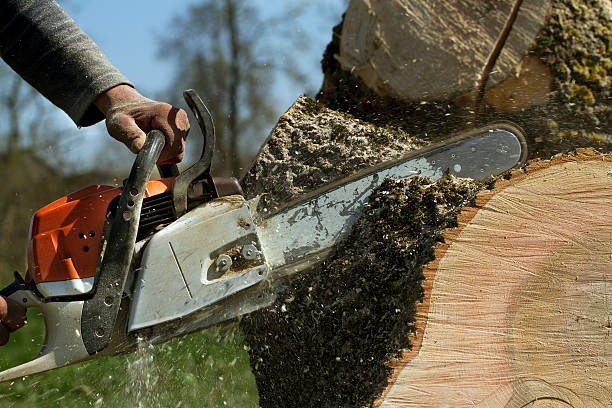 How Our Tree Care Process Works  in  La Plata, NM